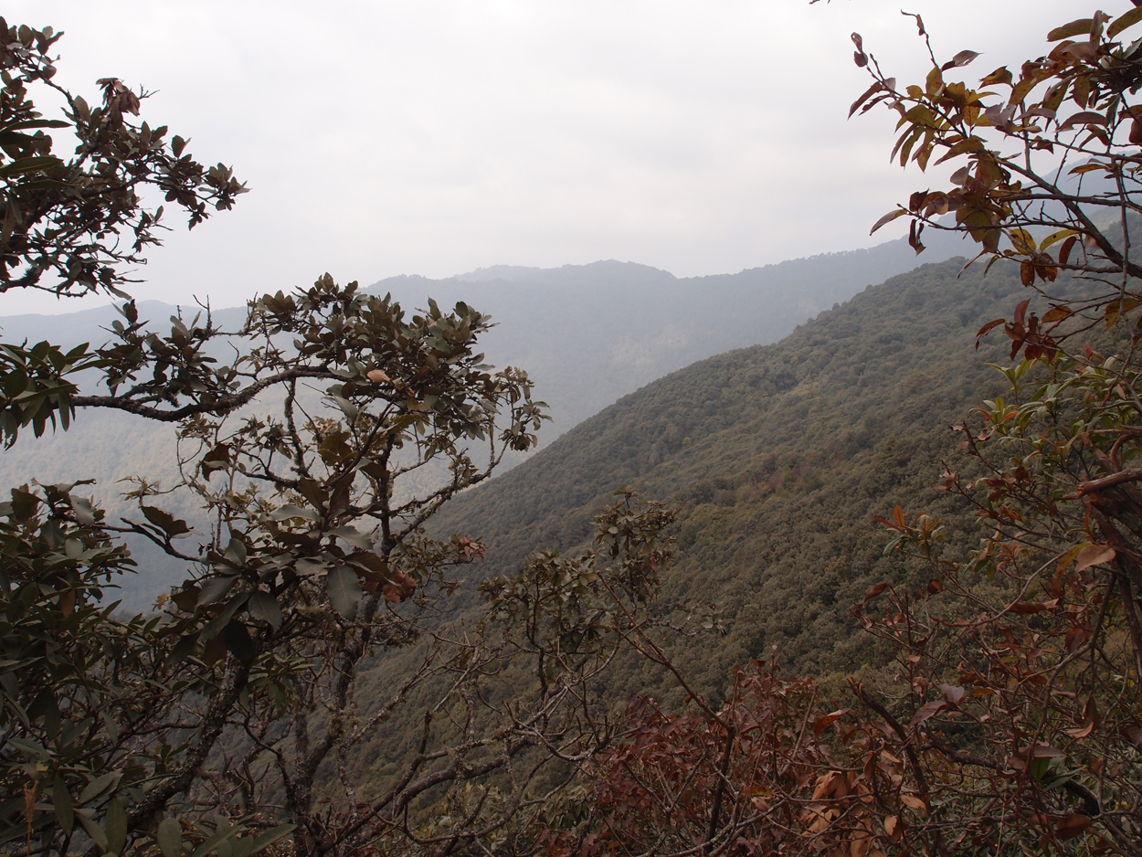 2018-01-16 12 Uhr - Im Shivapuri Nagarjun National Park (Nagi Gumba) (Foto) 